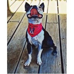 extra small dog bandanas